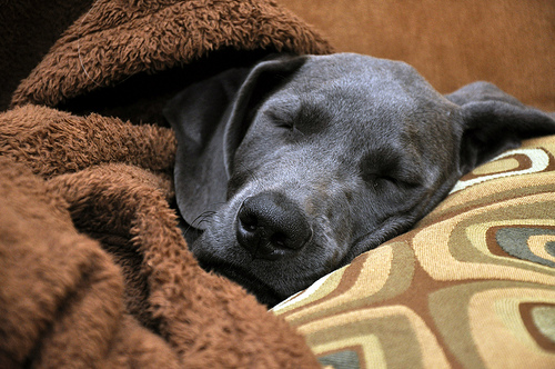 Where sleeping dog lie