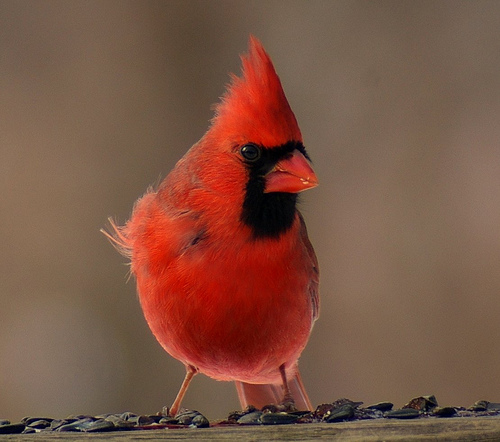 King Cardinal