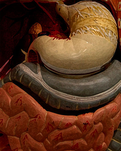 digestive system